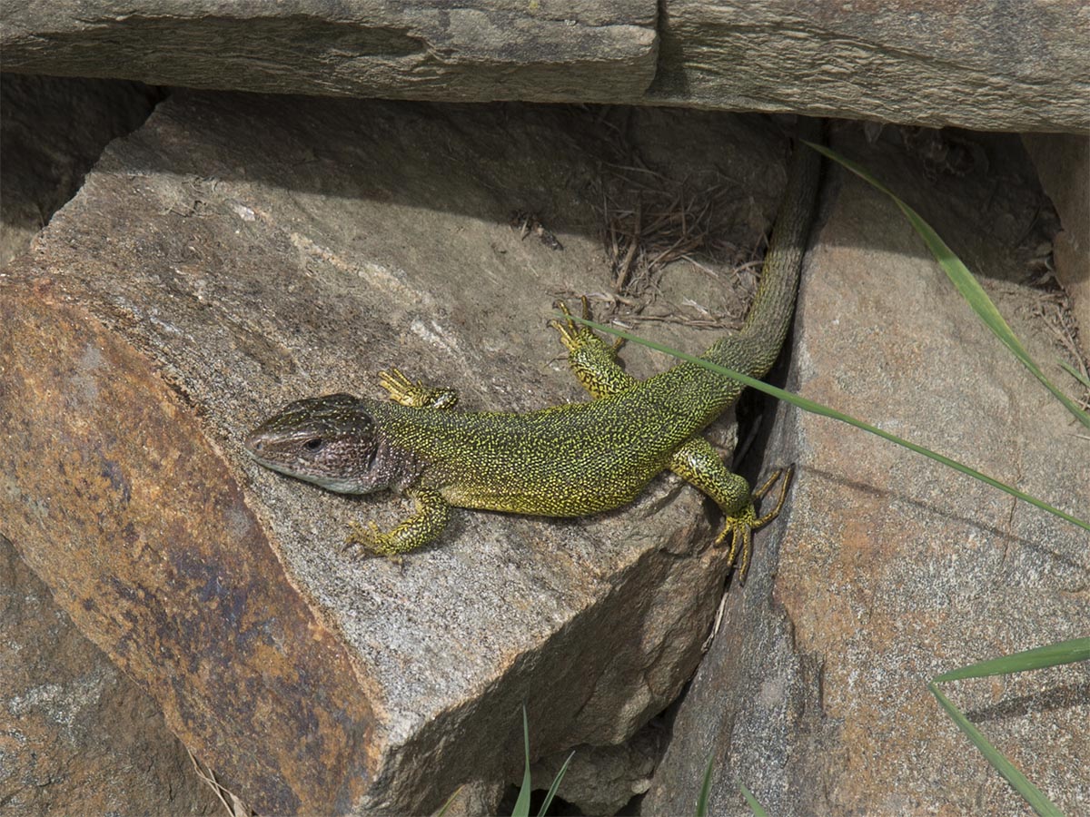 Lacerta viridis